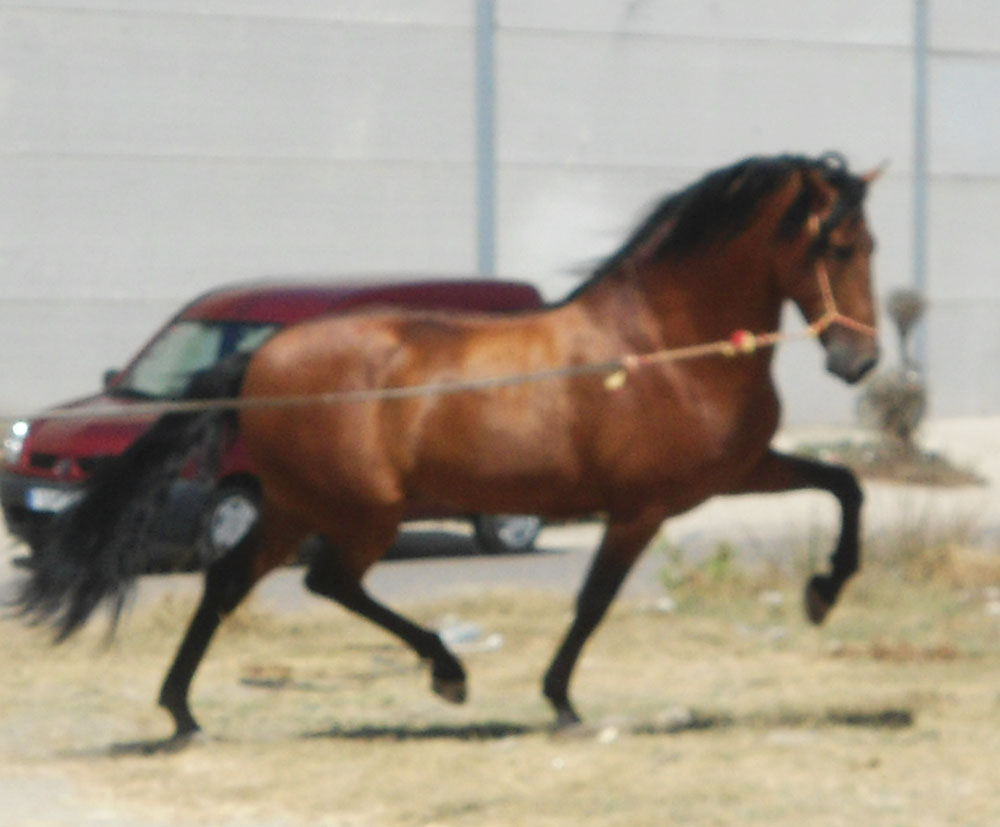 Listado de Caballos en Venta